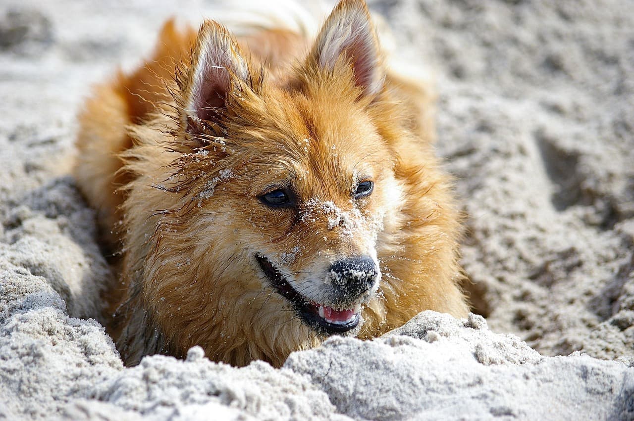Effective Pet Health Tips for Every Owner
